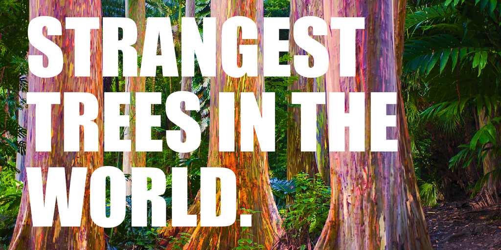Strangest trees in the world