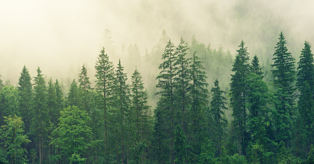 Top 4 ways trees help the environment