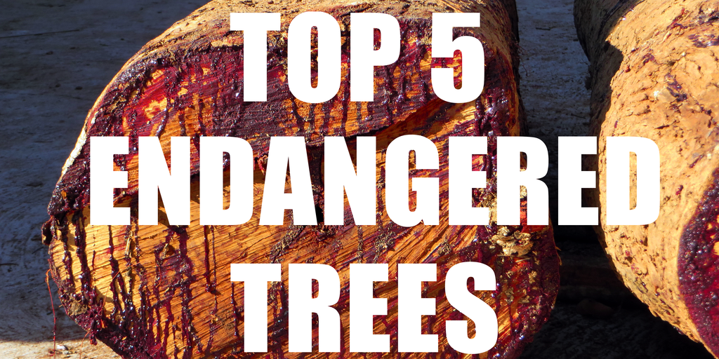 Top 5 most endangered trees